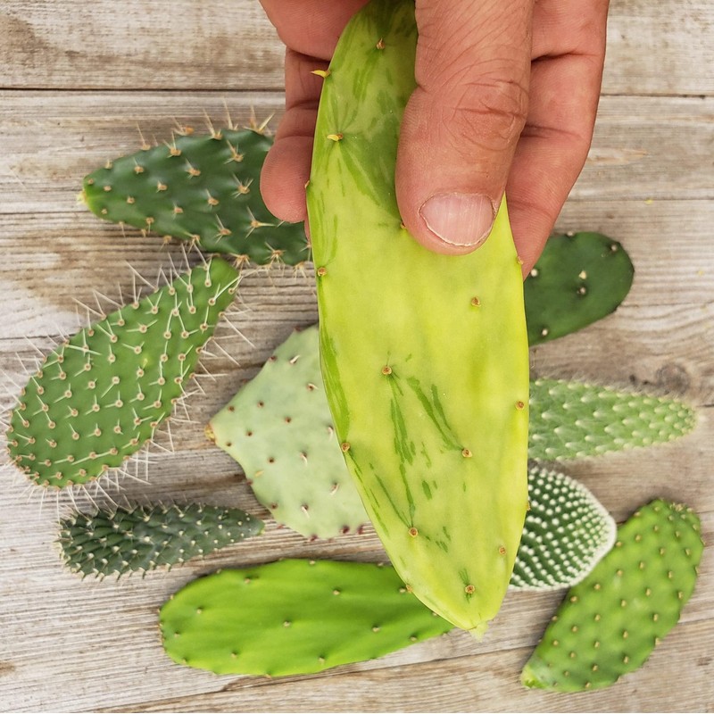 Opuntia pad 9 Assorted cuttings Cacti Cactus Succulent Real Live
