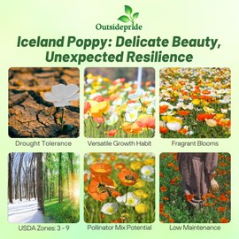 Outsidepride Iceland Poppy Seeds for Planting Outdoors - 1/8 Lb. Annual, Drought-Tolerant & Easy to Grow Wildflower Seeds with Vibrant Purple Blooms for Landscaping, & Pollinator Garden