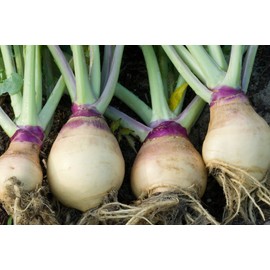 TomorrowSeeds - American Purple Top Rutabaga Seeds - 500+ Count Packet - for 2024 Swede Swedish Wax Turnip White Neep Parsnip Non GMO Vegetable