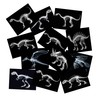 Animal X-Ray Set, Educational Science Kit, Light Table Accessory for