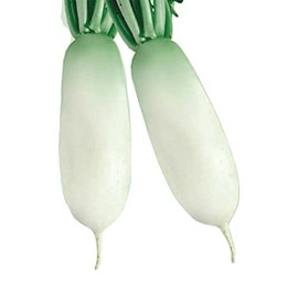Radish Seeds - Korean - Alpine Gold - Hybrid - 1 Oz ~2200 Seeds - Non-GMO, F1 Hybrid - Asian Garden Vegetable