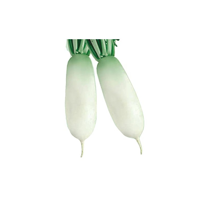 Radish Seeds - Korean - Alpine Gold - Hybrid -