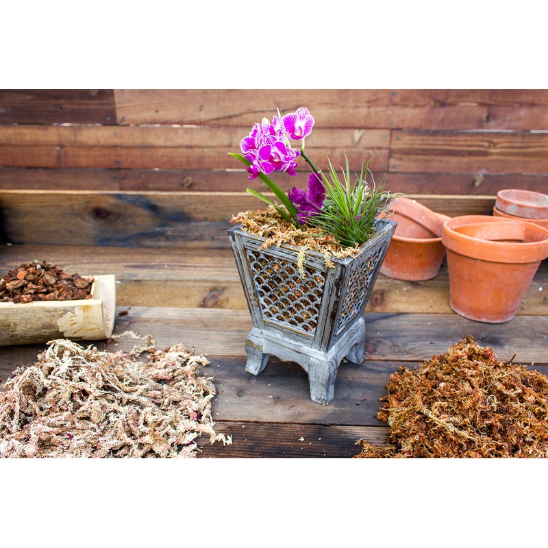 SuperMoss (22330) Orchid Sphagnum Moss Dried, Natural, 2.1lbs Small Bale