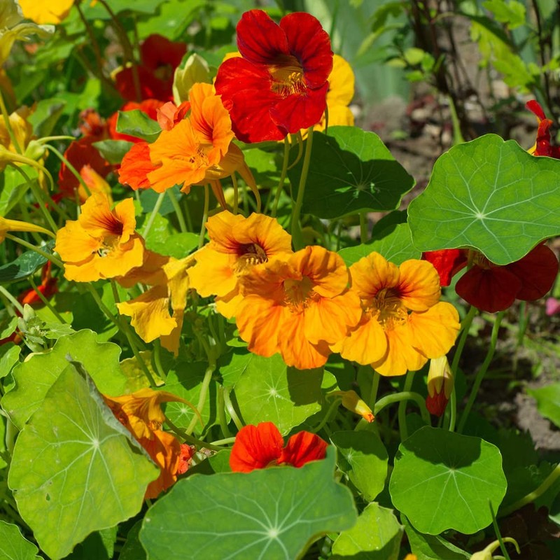100+ Mix Nasturtium Seeds (Tropaeolum majus) Open Pollinated Easy to