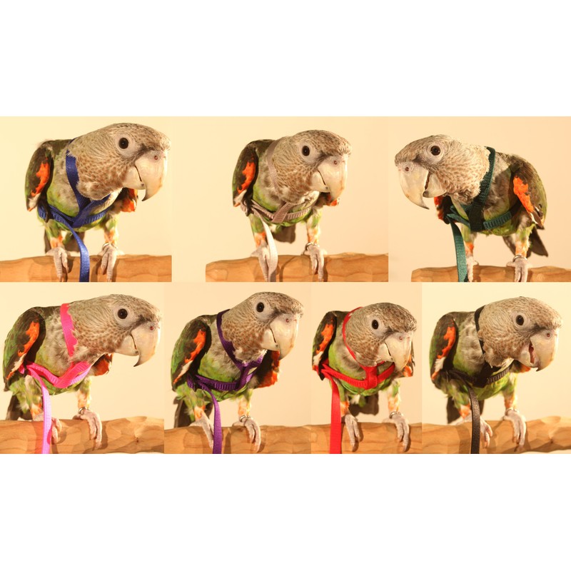Parrot Wizard Bird Harness Set (Medium, Blue)