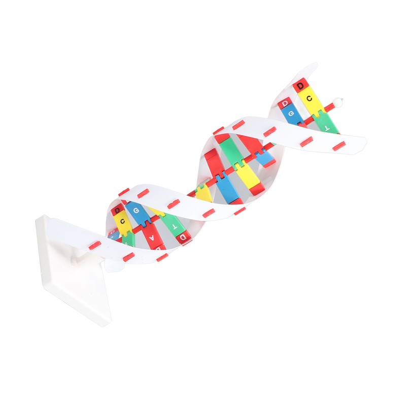 DNA Structure Model Colorful Double Spiral Assemble Model Science Educational