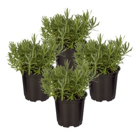 Live Aromatic and Edible Herb - Lavender (4 Per Pack), Natural Sleep Enhancer, 6" Tall by 4" Wide in 1 Pint Pot