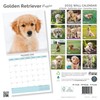 Baker and Bray Golden Retriever Puppies Calendar 2025, Large Square