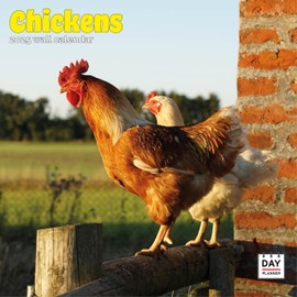 Dayplanner Publishing Chickens Calendar 2025, Large Square Wall Calendar, 16 Month, Chickens Gift Animal Calendar