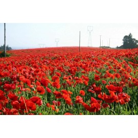 The Gardening World Red Corn Poppy Flower Seed Papaver rhoeas Great Pollinator 4000 to 198,000 SEEDS - 4000 Seeds