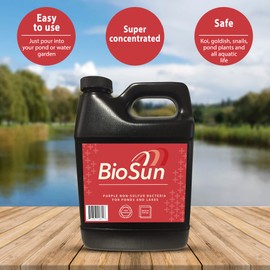 BioSun Purple Non-Sulfur Bacteria for Ponds and Lakes – Fish, Plant and Wildlife Safe Pond and lake Clarifier and Fountain Cleaner (32 oz)