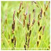 Everwilde Farms - 300 Common Tussock Sedge Native Grass Seeds