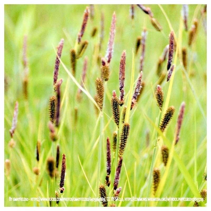 Everwilde Farms - 300 Common Tussock Sedge Native Grass Seeds