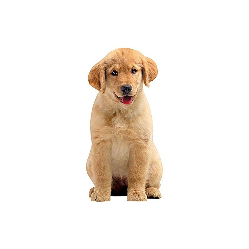 Golden Puppy Greeting Card