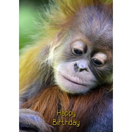 Orangutan Birthday Card