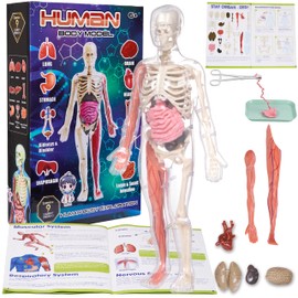 Gaelen Human Body Model for Kids: Glow in The Dark Bones Interactive Science Kit-32 Piece Anatomy Toy kit for STEM Education