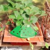 Unbranded 8Pcs Green Strawberry Supports Planting Kit with 20Pcs Insect-proof