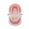 Dental Typodont Teeth Model with Orthodontic Metal Bracket for Dentist
