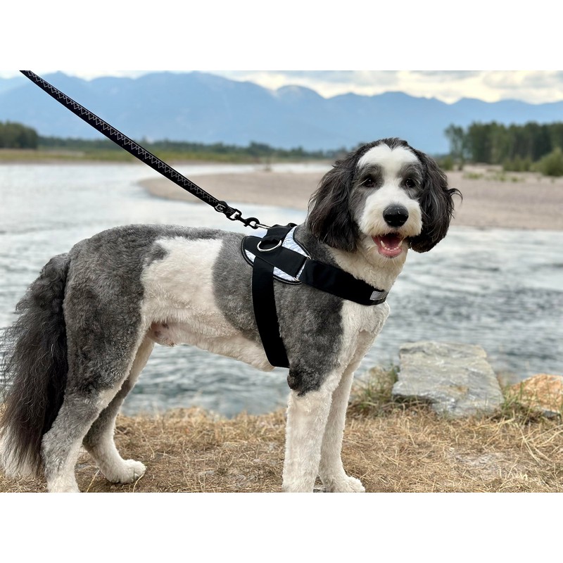ShawnCo Essential Dog Harness, No-Pull Pet Vest with 3 Leash