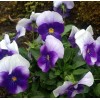 Heirloom 50- Pansy- Beaconsfield Seeds, Viola  Flower Seeds
