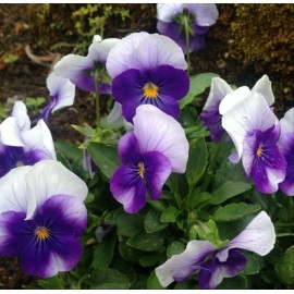 Heirloom 50- Pansy- Beaconsfield Seeds, Viola  Flower Seeds