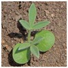 Everwilde Farms - 50 Texas Bluebonnet Native Wildflower Seeds -