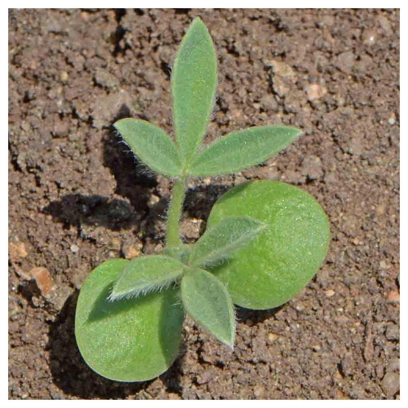 Everwilde Farms - 50 Texas Bluebonnet Native Wildflower Seeds -