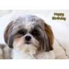 Shih Tzu Birthday Card