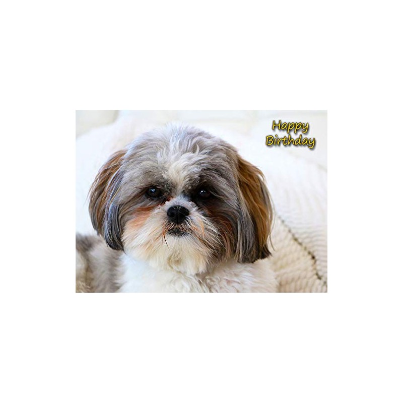 Shih Tzu Birthday Card