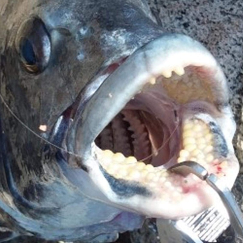 Daiwa D-MAX Silver Wolf Chinu SS Speed Hineri No. 1