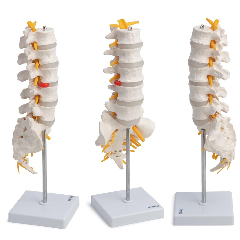 S24.3193 Anatomical Lumbar Vertebrae With Sacrum