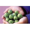 NIKA SEEDS - Vegetable Brussels Sprout Cabbage Green (Possible to