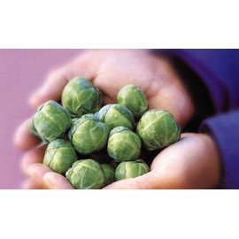 NIKA SEEDS - Vegetable Brussels Sprout Cabbage Green (Possible to Grow Indoor) - 150 Seeds