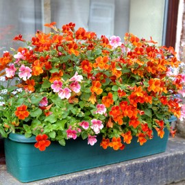 Outsidepride Nemesia Orange Prince - 10000 Seeds