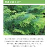 Aomori Hiba Nano Hiba Oil 3.4 fl oz (100 ml)