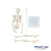 PHYSIQUE Mini Human Skeleton Model - Human Body Skeleton, Perfect
