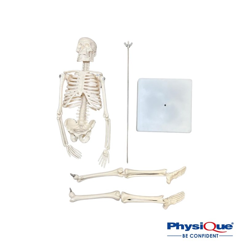 PHYSIQUE Mini Human Skeleton Model - Human Body Skeleton, Perfect