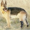 Dog Rehab Supplies, Small Dogs, Medium and Large Dogs, Supporter,