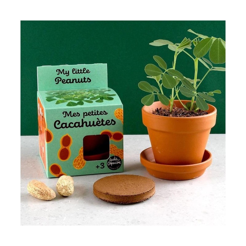 Radis Et Capucine Monkey Nut in Grow Kit for Kids