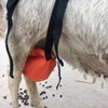 YUYUSO Goat BraUdder Bag for Sheep Goat Correct Saggy Udders
