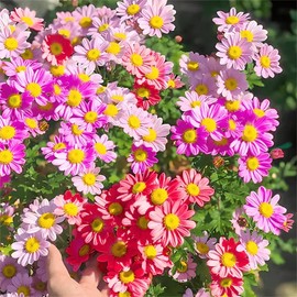 1200+ Colorful Pyrethrum Seeds, Mixed Tanacetum Chrysanthemum Flower Seeds for Outdoor Planting, Non-GMO & Attracts Pollinators