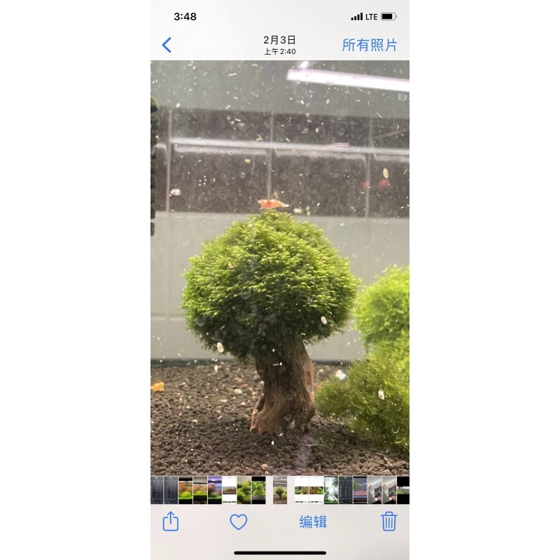 2X4in Portion Of Fissidens fontanus Live Aquarium Plants Phoenix Moss