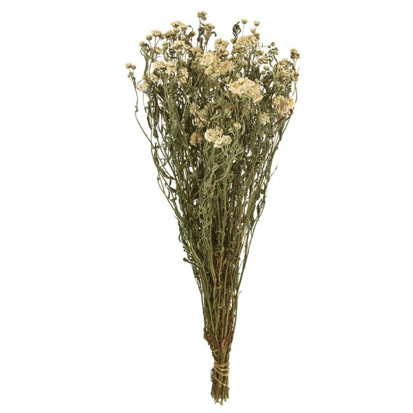 Tokyodo FD003033 Dried Flower Achillea (1.8 oz (50 g) # White