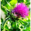 22Day Seeds: Seeds Milk Thistle/Blessed Milkthistle/Purple Blessed/Non GMO/Heirloom
