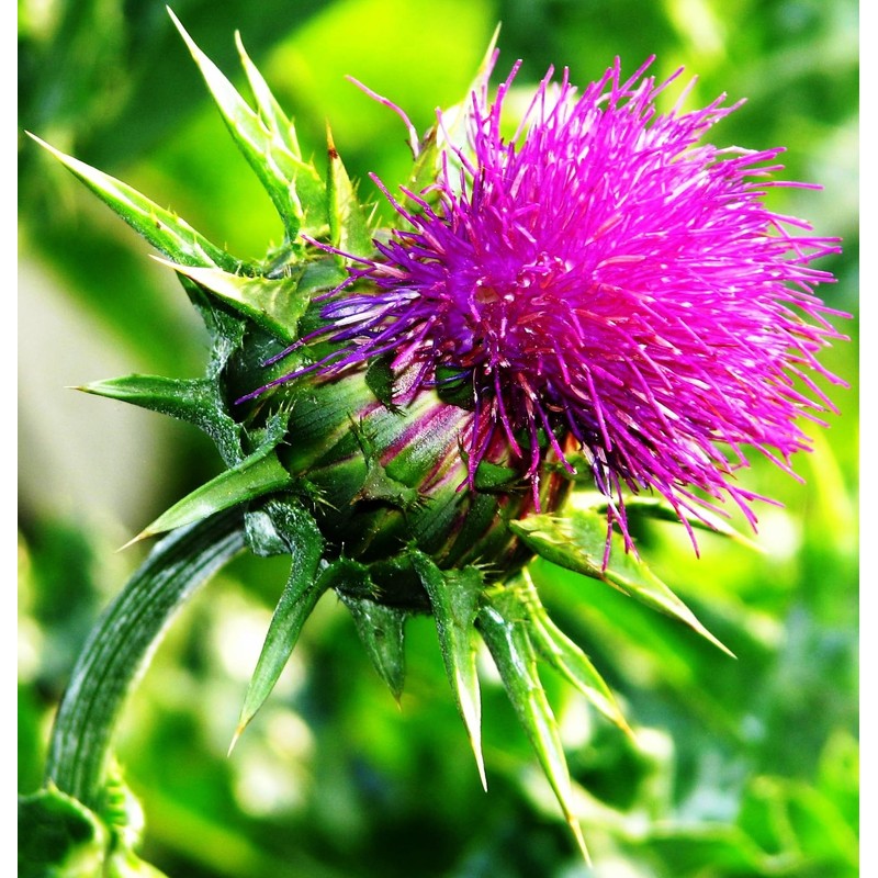 22Day Seeds: Seeds Milk Thistle/Blessed Milkthistle/Purple Blessed/Non GMO/Heirloom