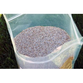 Creeping Red Fine Fescue Seed by Eretz (5lb) - Choose Size! Willamette Valley Oregon Grown, No Fillers, No Weed or Other Crop Seeds, Premium Shade Grass Seed.
