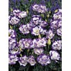 Eustoma / Lisianthus Grandiflorum Thornless Rose Seeds 400 to 4000pcs,