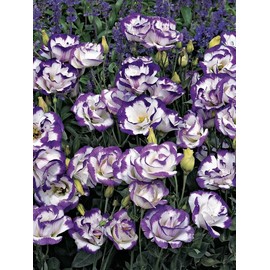 Eustoma / Lisianthus Grandiflorum Thornless Rose Seeds 400 to 4000pcs, Easy to Grow, Year-round Planting - Qty: 4000 Seeds