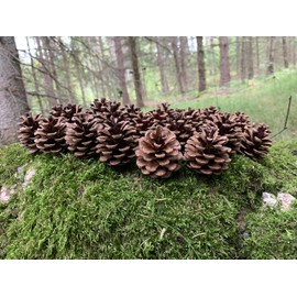 Red Pine Cones (50 Cones) Also Known as Norway Pine Cones, About 1.5-2 inches high, 100% Natural Cones and Color with no Weathering. We Planted Over 20,000 Trees on Our North Central Wisconsin Land
