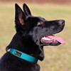 Plutus Pet Tactical Dog Collar, Reflective, Adjustable Heavy Duty Dog